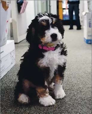  ?? COURTESY PHOTO ?? Therapy dog Ainsley gets acclimated to the Campbell Police Department, where she’ll be called upon to help reduce anxiety among employees, victims and witnesses in the wake of traumatic incidents, and to be the department’s furry ambassador.