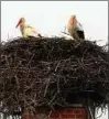  ??  ?? Thüringen aktuell in Bildern: Erste Störche sind zurück in Esperstedt. Foto: Ingolf Gläser