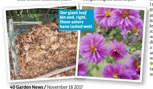  ??  ?? Our giant leaf bin and, right, these asters have lasted well