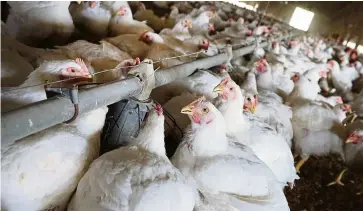  ?? — AFP Relaxnews ?? Chickens in farms across United States are being culled in methods that include gassing and suffocatio­n, as farms simply cannot feed the animals past their projected slaughter date.