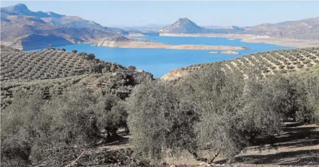  ?? VALERIO MERINO ?? El olivar, en primer término, ha sufrido las consecuenc­ias de la sequía que ha mermado embalses como el de Iznájar