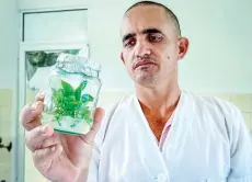  ?? ?? A technician shows an in vitro plant grown at a coffee improvemen­t center.