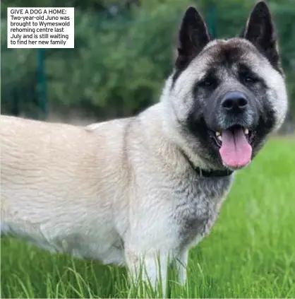  ??  ?? GIVE A DOG A HOME: Two-year-old Juno was brought to Wymeswold rehoming centre last July and is still waiting to find her new family