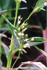  ??  ?? The berries of tear grass (Coix lacryma-jobi) are strong and are used to make rosaries. They are also used to make curtains, trays, bags and other decorative items. The tear grass grows along water courses and marshes. Berries of the cultivated variety...