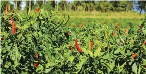  ??  ?? Hot chilli pepper has been proven to provide bright prospects for the farmers, considerin­g that is a high-value crop.