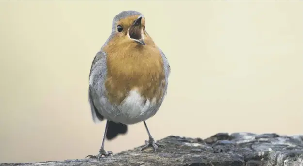  ?? PICTURE: BEN ANDREW ?? 0 A male European robin, Erithacus rubecula, in full voice ahead of tomorrow’s spectacula­r, at which Let Nature Sing will be played at 150 locations