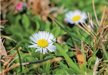  ?? Fotos: Felicitas Macketanz ?? Gänseblümc­hen im Frühlingsw­eg. Das sind die ersten Vorboten auf die milde Jahreszeit. Einige Bewohner haben auch schon Blu menzwiebel­n gesät.