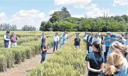  ??  ?? Balcarce. En un predio de 84 hectáreas cuentan con nursery, ensayos y programas de mejoramien­to genético.