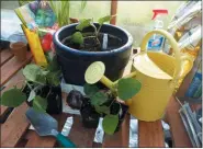  ?? DEAN FOSDICK — ASSOCIATED PRESS FILE ?? This “Meatball” eggplant, photograph­ed in 2016 growing in a hobby greenhouse near Langley, Wash., was a Big Sell item in that year’s Burpee see catalog as an introducto­ry hybrid.