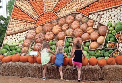  ?? DOUG HOKE/THE OKLAHOMAN FILE ?? Three girls look at a pumpkin mural featuring a bison at the sunset during Pumpkinvil­le in the Children’s Area of the Myriad Botanical Gardens, in 2017. The bison was the first of the pumpkin murals that have become one of the trademark attraction­s of Pumpkinvil­le.