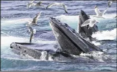  ?? J. SCOTT APPLEWHITE / ASSOCIATED PRESS ?? Humpback whales feed off Cape Cod near Provinceto­wn, Mass. A new study explains how the baleen whale family, which includes humpback whales, grew to be the ocean giants they are now.