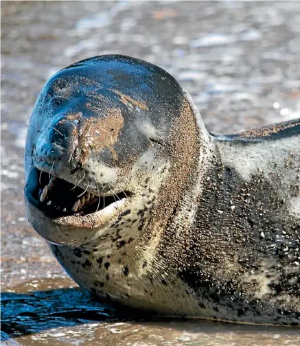  ?? SIMON MAUDE/STUFF ?? Despite the grin, leopard seals can be aggressive and shouldn’t be approached.