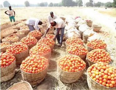  ??  ?? Packaging tomato for onward transporta­tion to South at Dantankari