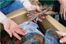  ?? ?? Ellie Holden, 40, holds burned wedding silverware, which survived the fire at her family's California home, while looking at “fire treasures” now boxed up in their Vermont dairy barn.