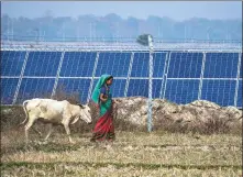  ?? ANUPAM NATH / AP ?? A Karbi tribal woman grazes her cow near a solar power plant in Mikir Bamuni village in India’s Assam state in February.