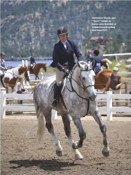  ??  ?? Gemstone Clover, aka “Tucci,” ridden by owner Amy MacNair of Cloverston­e Breeding and Sales LLC.