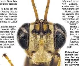  ??  ?? University of Auckland doctoral student Tom Saunders has described a species of native wasp and named it Lusius malfoyi after a character from the Harry Potter series.