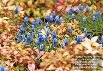  ??  ?? Create a dazzling display with cobalt blue Muscari armeniacum and the aptly named Nandina domestica ‘Fire Power’