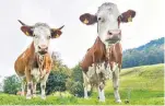  ?? FOTO: DPA ?? Beim Verdauen erzeugen Rinder ein besonderes Gas: Methan.