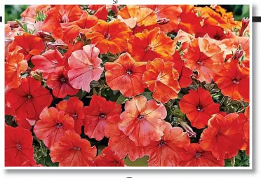  ??  ?? Unnatural colour: Orange African sunset petunias