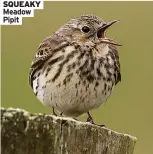  ?? ?? SQUeaKY Meadow Pipit