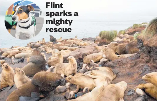  ?? Photos / DoC ?? A charging elephant seal threatened Flint (inset) on Campbell Island, which is known for its seals and sea lions.