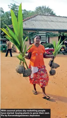  ??  ?? With coconut prices sky rocketting people have started buying plants to grow their own. Pix by Karuwakaga­swewa Jayaratne