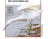  ??  ?? Little Egret