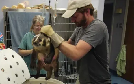  ?? ONTARIO BADGER PROJECT PHOTOS ?? Biologist Josh Sayers is the leader of the Ontario Badger Project, a program to save the grizzled grey creatures.