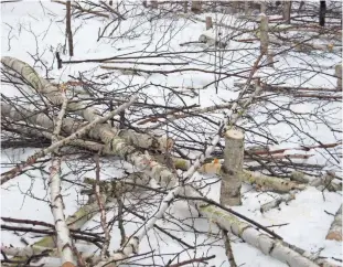  ?? WASHBURN COUNTY SHERIFF’S OFFICE ?? This photo, posted on the Facebook page of the Washburn County Sheriff’s Office, shows the aftermath of birch tree thefts. Many trees have been taken from county parks and forests.