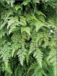  ?? Special to the Democrat-Gazette/JANET B. CARSON ?? Beware of Japanese climbing fern, which is as aggressive as it is lovely.