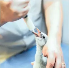  ??  ?? A SMALL group of chicks that were airlifted to Montecasin­o Bird Gardens were immediatel­y taken into the care of vets.