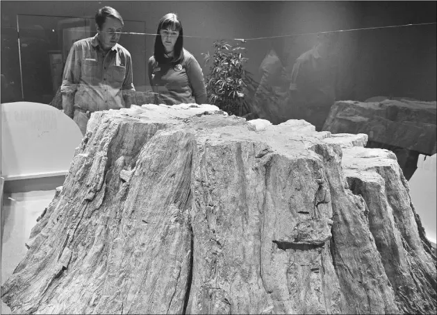  ?? LARRY WONG/ EDMONTON JOURNAL ?? Darren Tanke, left, of the Royal Tyrrell Museum and Melissa Bowerman of the Royal Alberta Museum view the largest petrified tree stump yet found in Alberta.