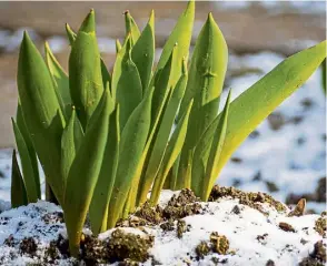  ?? ?? WELCOME: Tulips making their way through the snow after the cold spell.