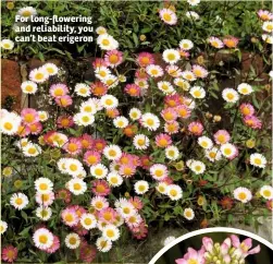  ??  ?? For long-flowering and reliabilit­y, you can’t beat erigeron