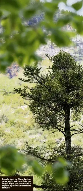  ??  ?? Dans la forêt de Clans, la cime de ce sapin est colonisée par le gui. Signe que cette espèce dépérit à partir d’une certaine altitude.