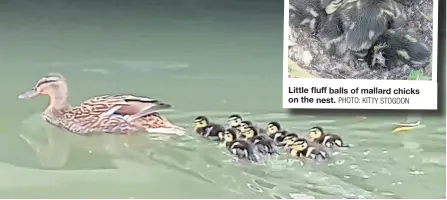  ?? PHOTO: KITTY STOGDON PHOTO: KITTY STOGDON ?? The nine ducklings taking to the water.
Little fluffballs of mallard chicks on the nest.