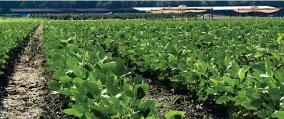  ?? (Photo by Nathan Gregory, MSU Extension Service) ?? A soybean research plot grows at the R.R. Foil Plant Science Research Center at Mississipp­i State University July 10, 2019.