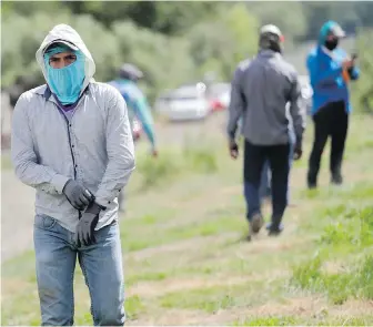  ??  ?? Workers at an orchard put on equipment as they prepare to thin apple trees in Yakima, Washington, on Monday. The coronaviru­s pandemic is hitting the area hard. Some fearful workers staged wildcat strikes recently to demand employers provide safer working conditions.