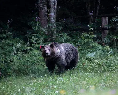  ?? Curioso ?? L’orso si affaccia nel prato attorno al bar delle cascate Nardis