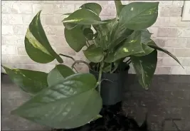  ?? JESSICA DAMIANO VIA AP ?? This Jan. 17image shows a vining pothos houseplant, which has toxic properties so should be kept away from children.