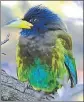  ??  ?? Great Barbet