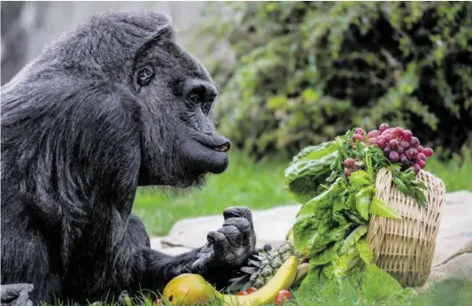  ?? BILD: SN/APA/DPA/NIETFELD ?? In modernen Zoos werden Tiere gezielt beschäftig­t.