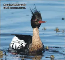  ?? Photograph: Alex Penn. ?? A male with his punk crest.