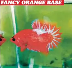  ??  ?? FANCY ORANGE BASE