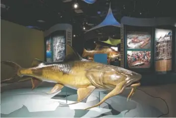  ?? PHOTO BY REBECCA HALE/NATIONAL GEOGRAPHIC ?? “Monster Fish: In Search of the Last River Giants,” an interactiv­e exhibit based on the Nat Geo Wild series “Monster Fish,” showcases the results of Dr. Zeb Hogan’s decade-long search for the world’s largest freshwater fish.