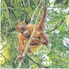  ??  ?? Ciervos, yaguaretés y orangutane­s, entre las especies que corren peligro de extinción