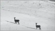  ?? CP PHOTO ?? Roe deer stand on a snowy field in temperatur­es of -7C near the town of Ignalina, some 120 kilometres north of the capital Vilnius, Lithuania, Monday, March 5, 2018. Government­s everywhere claim they use science to manage wildlife, but newly published...