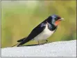  ?? Reavey Photo Carl ?? Swallow – look out for the last ones this year.