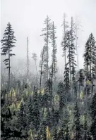  ??  ?? The fringes of Kootenai National Forest, in northwest Montana.